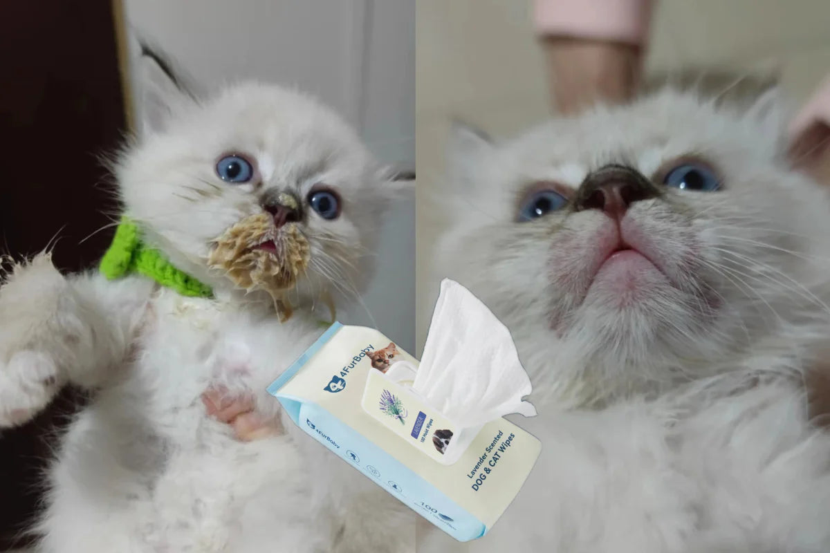 Plant-Based Dog & Cat Grooming Wipes