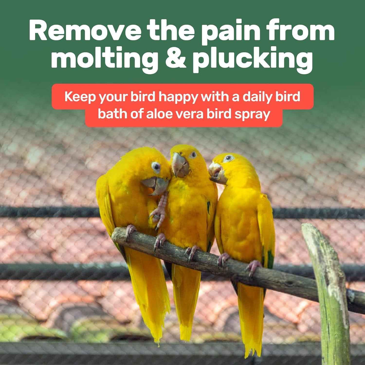 Three yellow birds on a branch with text about aloe vera bird spray.