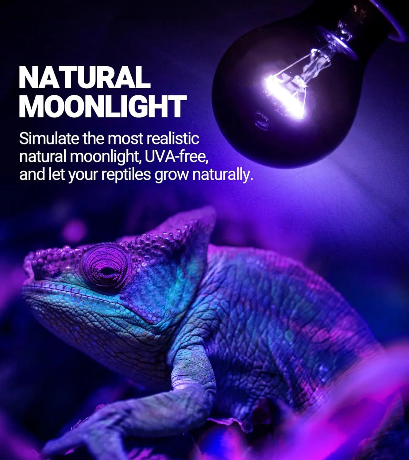 Reptile Night Heat Lamp Bulbs – 2-Pack Purple Moonlight Bulbs, No UVA | 75W & 100W | E26/E27 Base