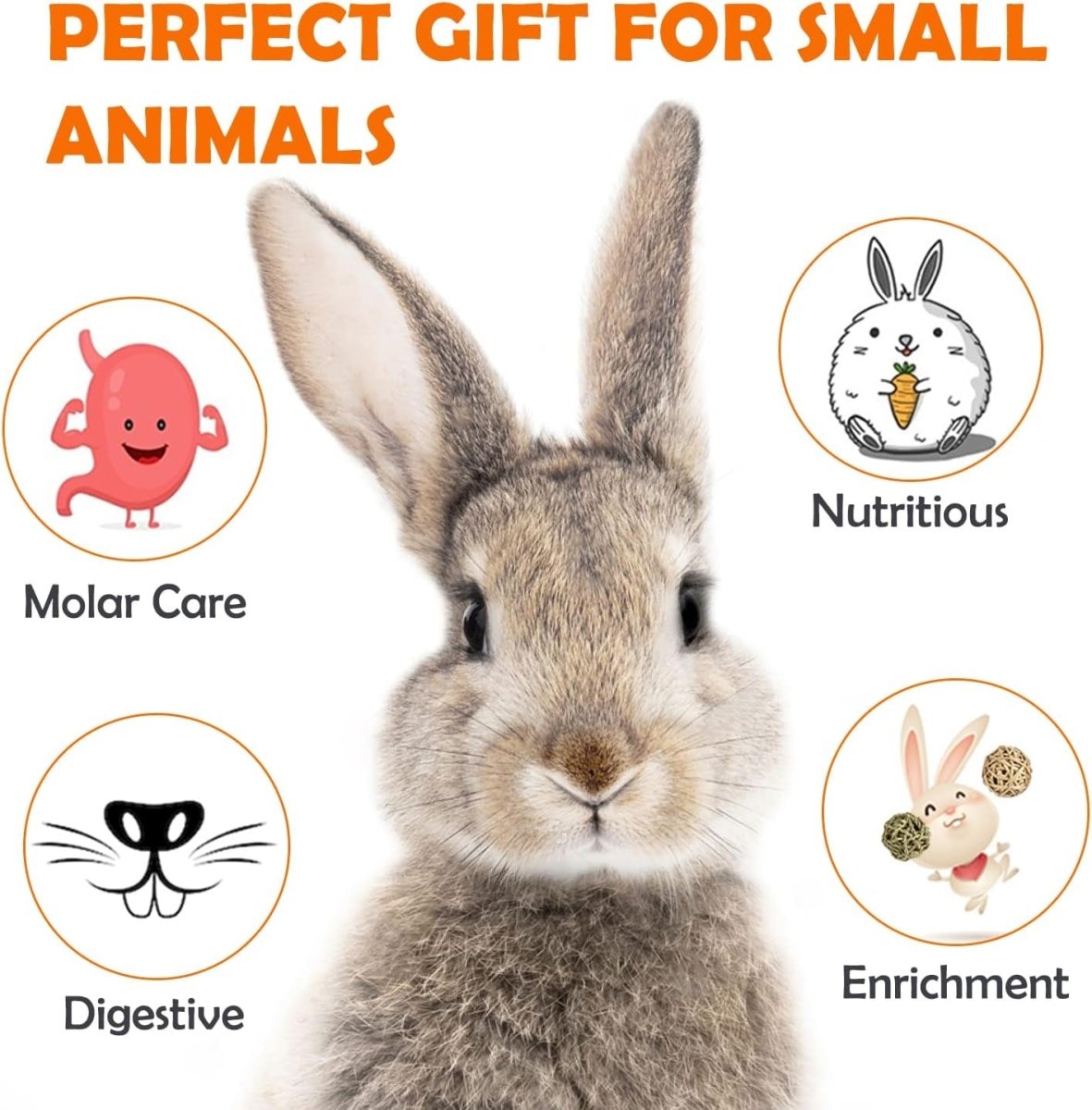 Rabbit with icons and text about benefits for small animals on a white background