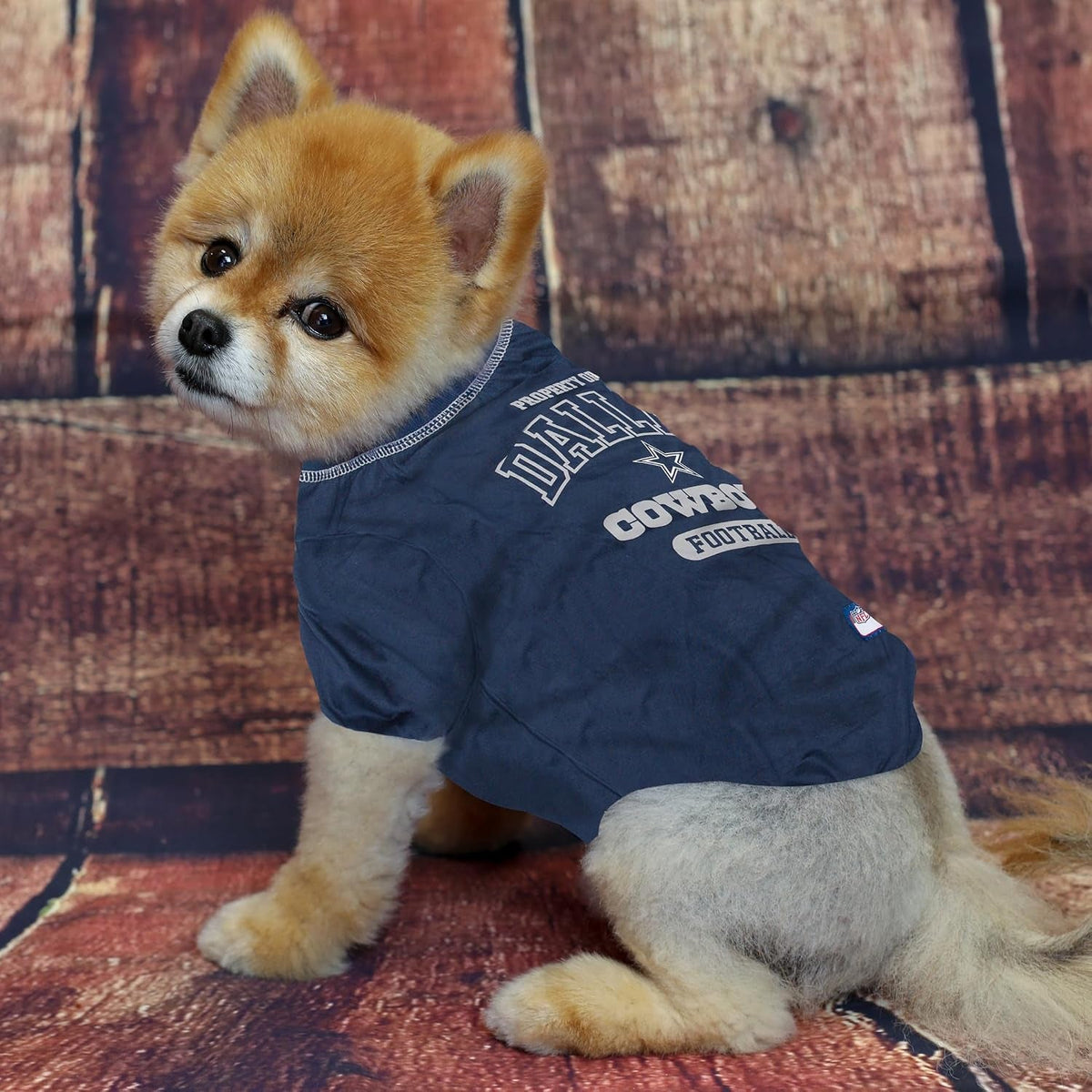 Small dog wearing a blue Dallas Cowboys jacket on a textured brown background