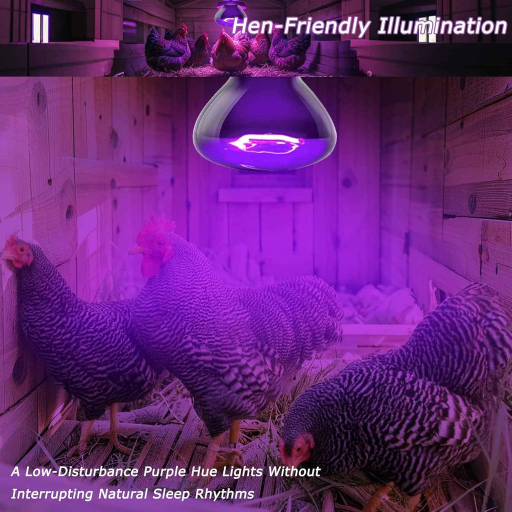 Purple light bulb illuminating chickens in a coop with text about hen-friendly lighting.