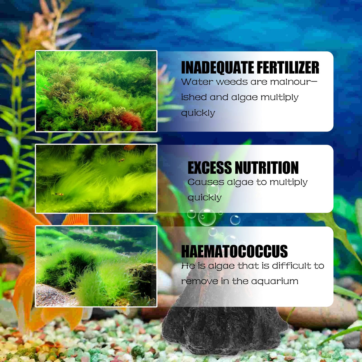 Aquarium Algae Removal Powder