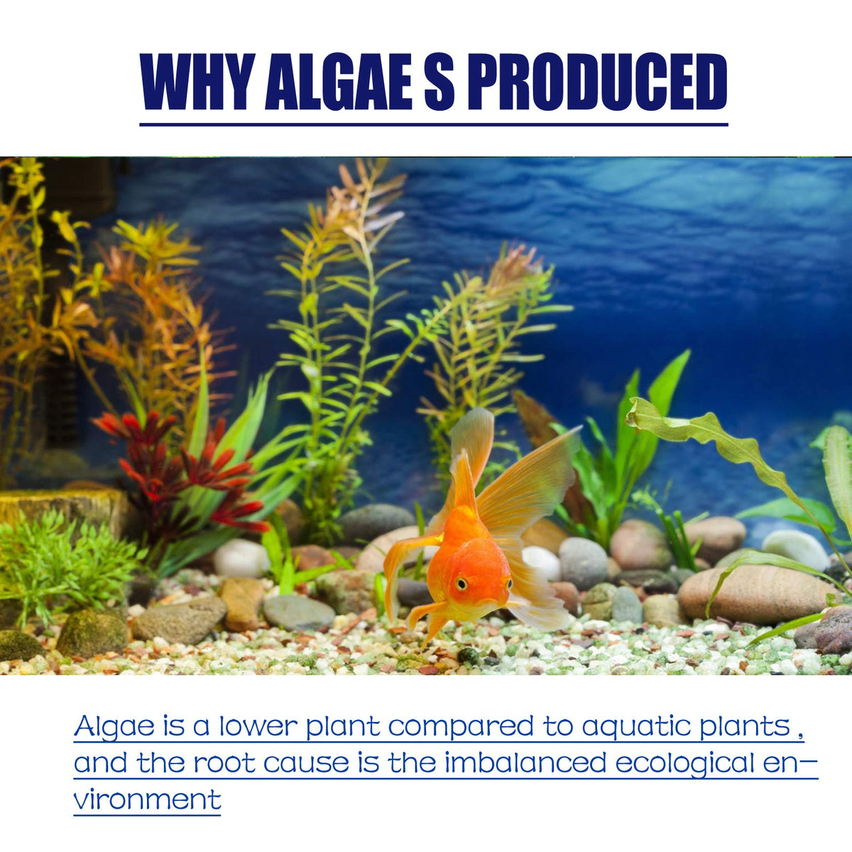 Aquarium Algae Removal Powder