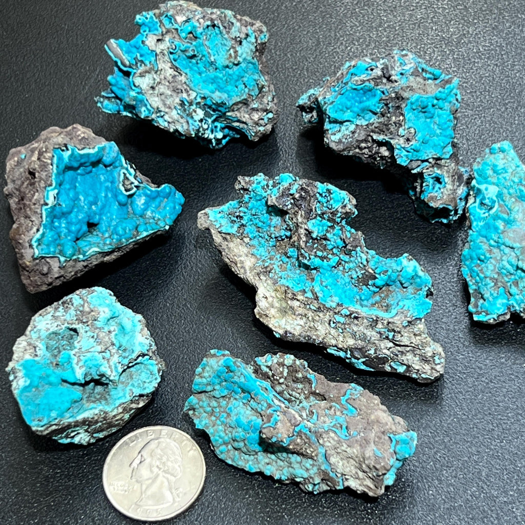 Blue chrysocolla rough specimens on dark matrix beside a quarter for scale