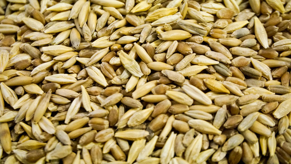 Certified Organic Cat Grass Seed Blend