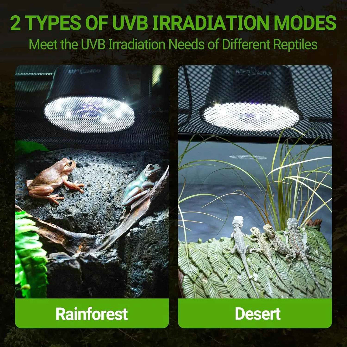 A promotional graphic showing two UVB irradiation lamp modes labeled Rainforest and Desert, with text at the top reading '2 TYPES OF UVB IRRADIATION MODES' and a subtitle about meeting reptile needs. The left panel shows a rainforest-style terrarium with a frog under a bright dome lamp; the right panel shows a desert-style terrarium with lizards under a mesh lamp.