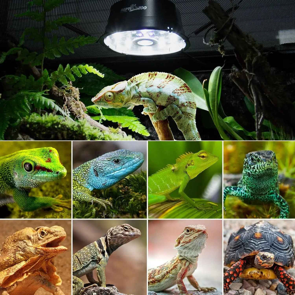 Collage of various lizards and a turtle in an enclosure with plants and a light source.