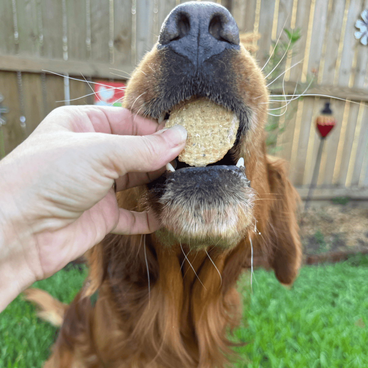 Wild-Caught Walleye Fish Chips for Dogs