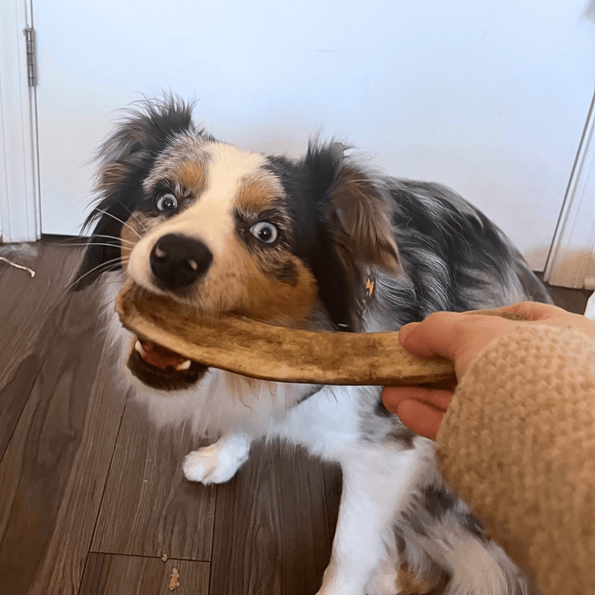 Reindeer Antler Dog Chews