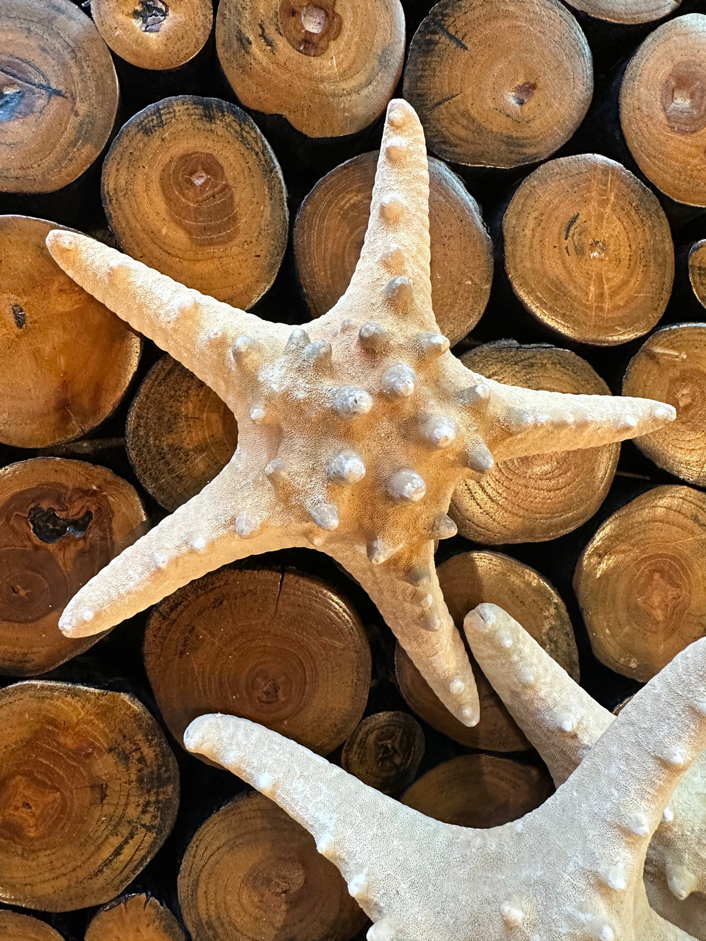 Large Natural Knobby Starfish