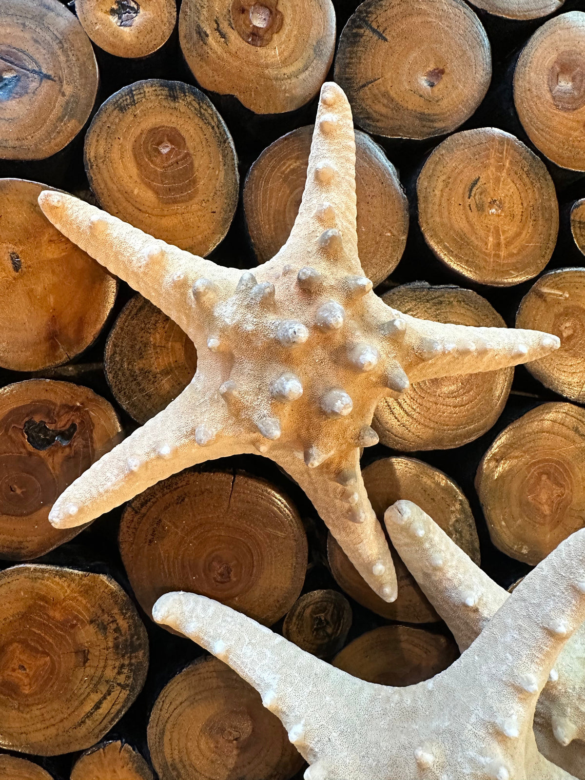 Large Natural Knobby Starfish
