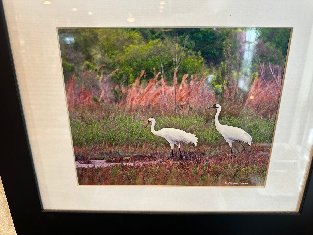 Framed Coastal Wetlands Art – White Wading Birds by Norman C. Oates