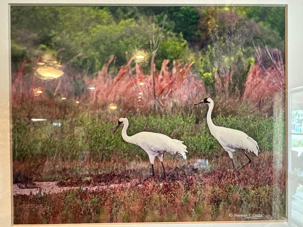 Framed Coastal Wetlands Art – White Wading Birds by Norman C. Oates