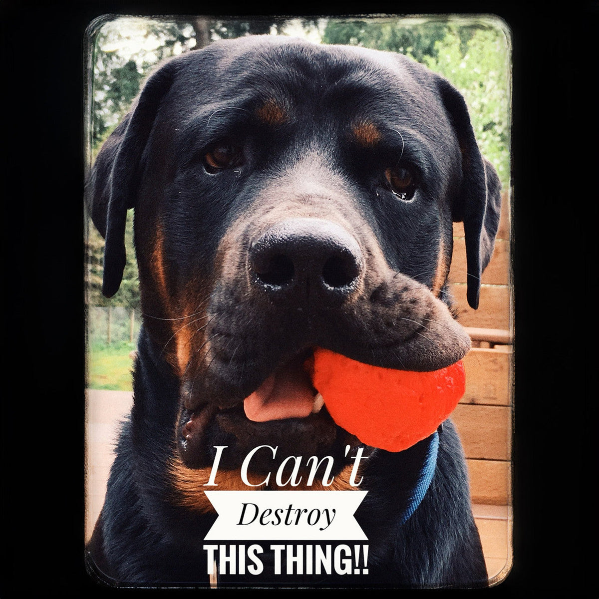 Natural Rubber Fetch Ball for Dogs