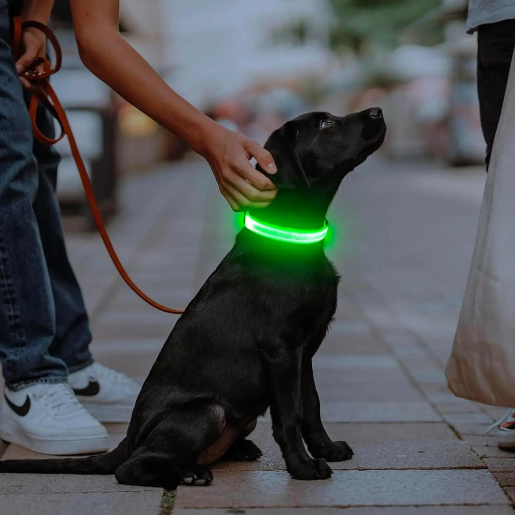 LED Dog Collar