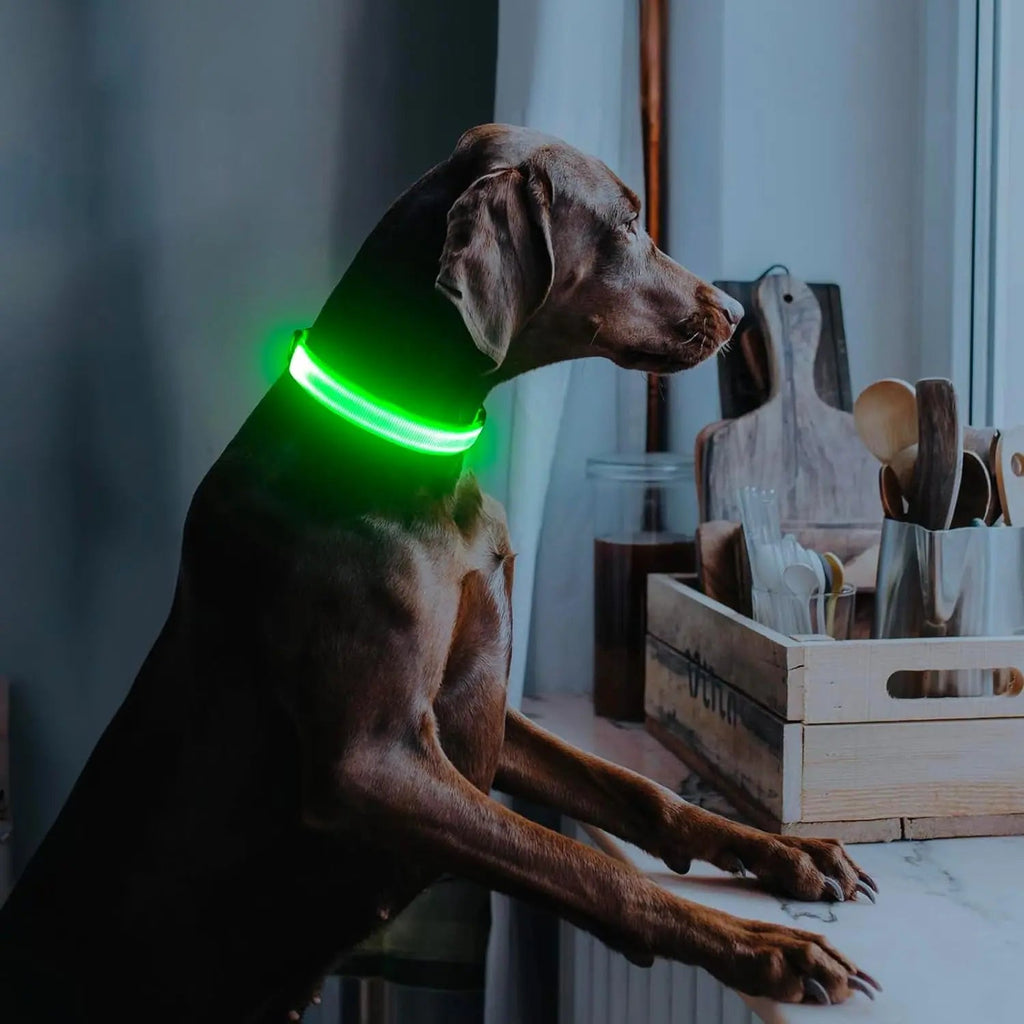 LED Dog Collar
