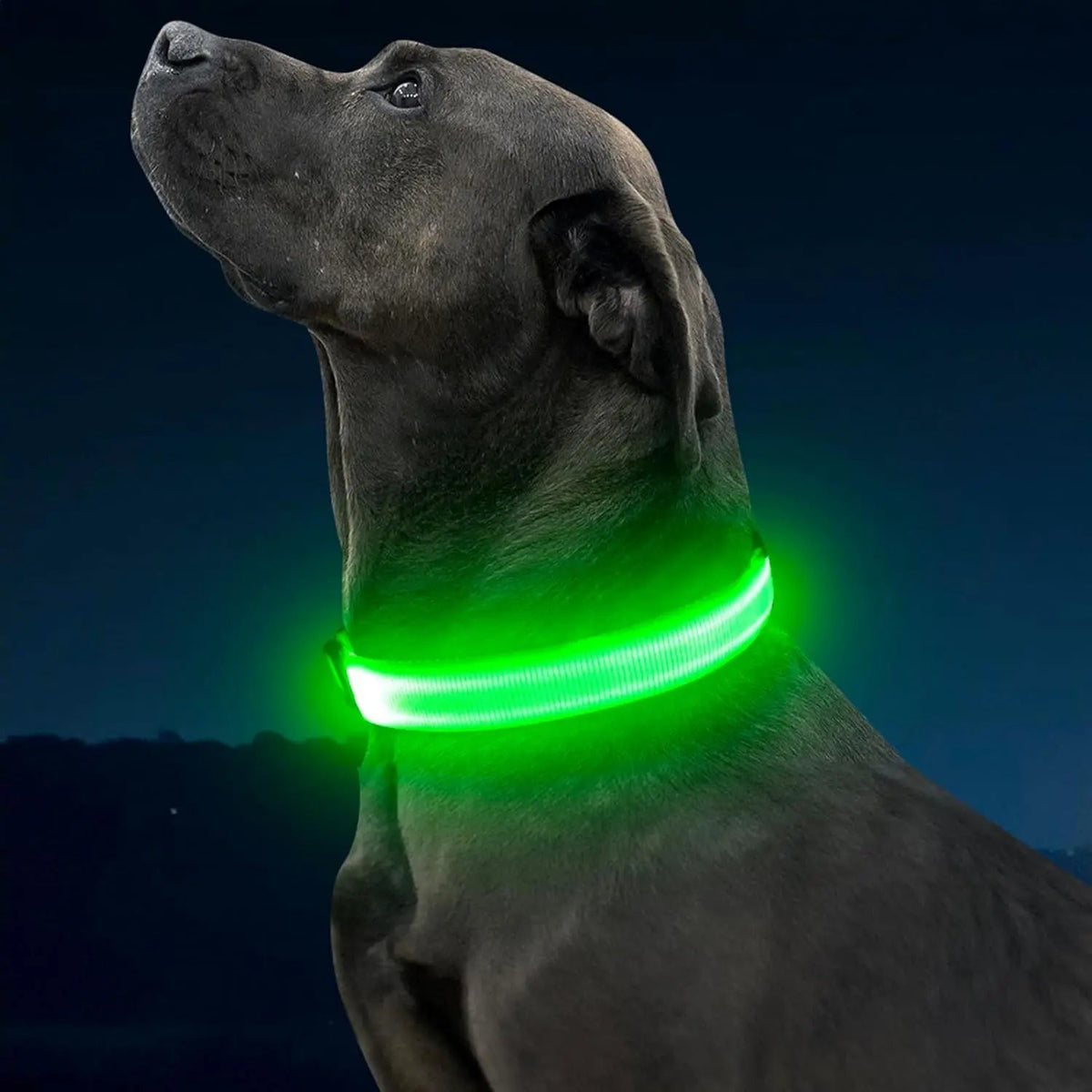 LED Dog Collar