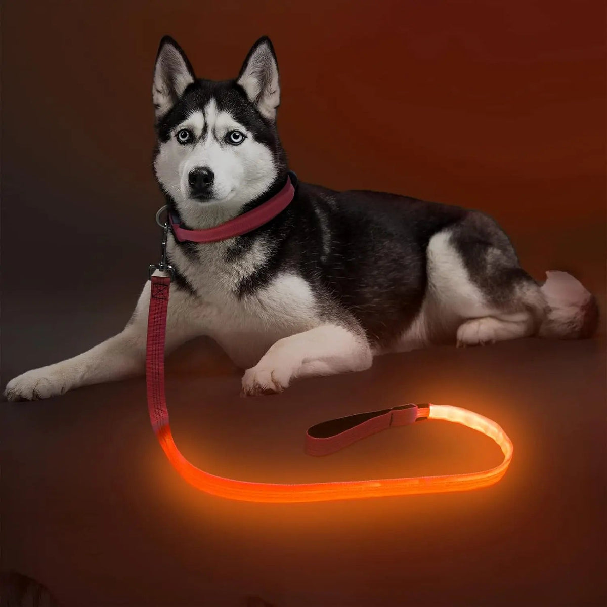 LED Light-Up Dog Leash