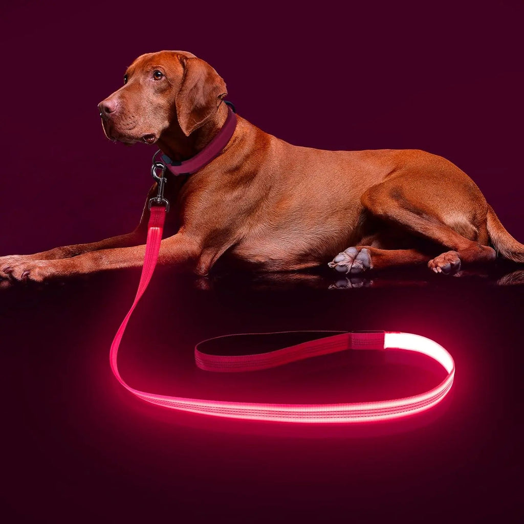 LED Light-Up Dog Leash