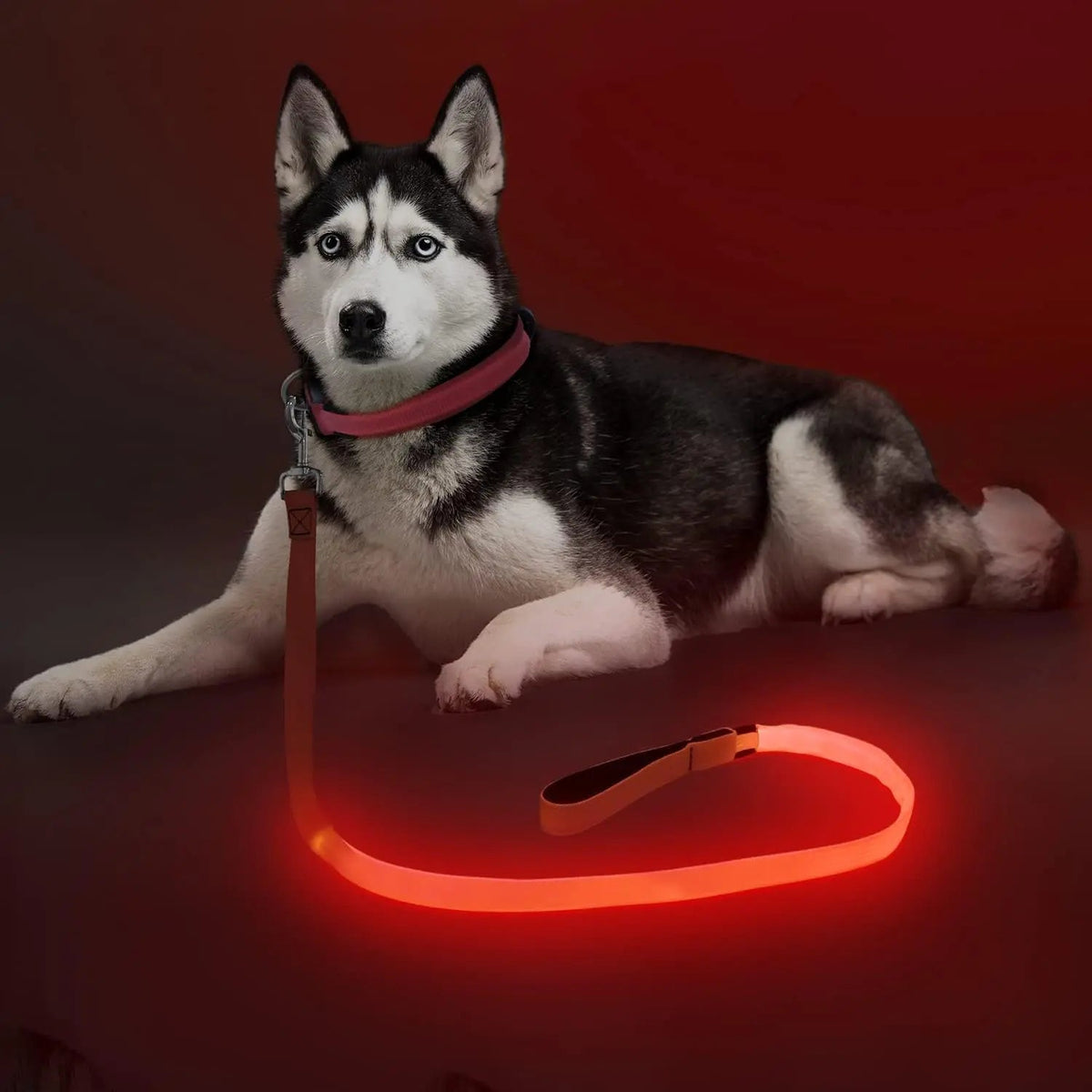 LED Light-Up Dog Leash