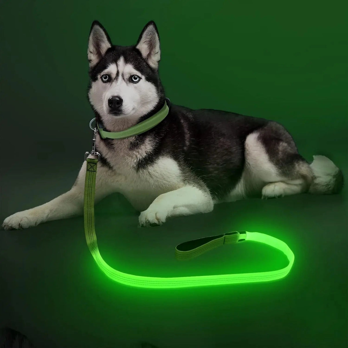LED Light-Up Dog Leash