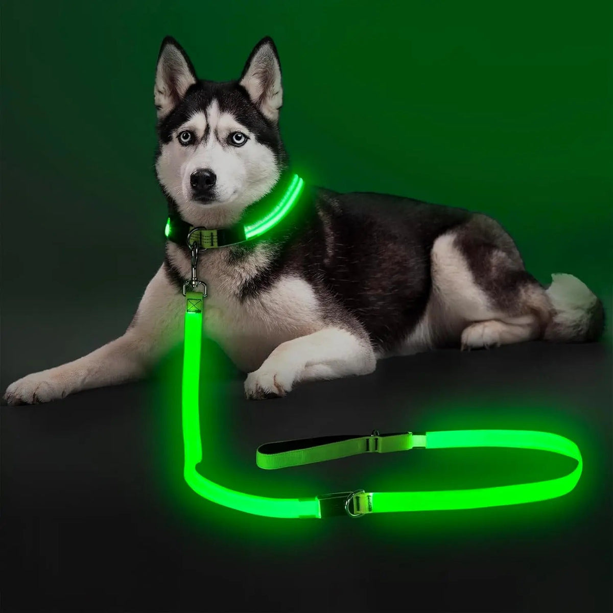 LED Light-Up Dog Leash