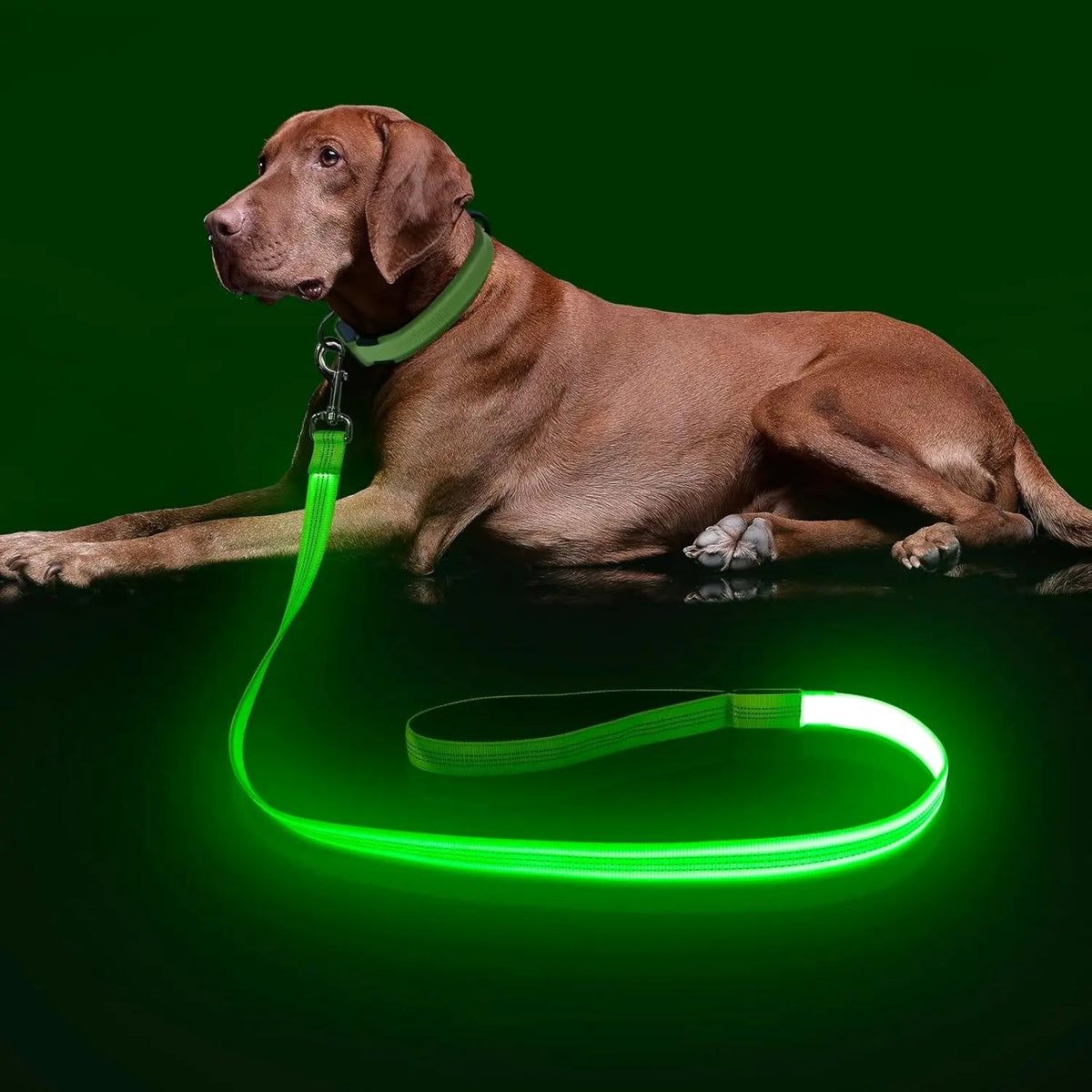 LED Light-Up Dog Leash