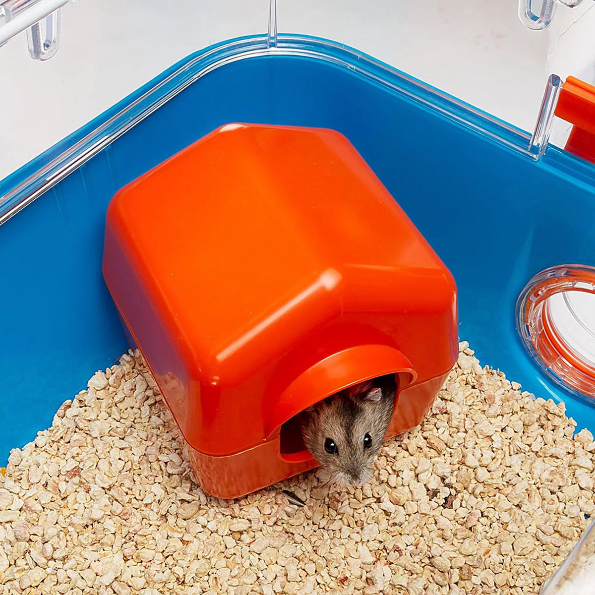 Small animal in an orange hideout within a blue pet enclosure.
