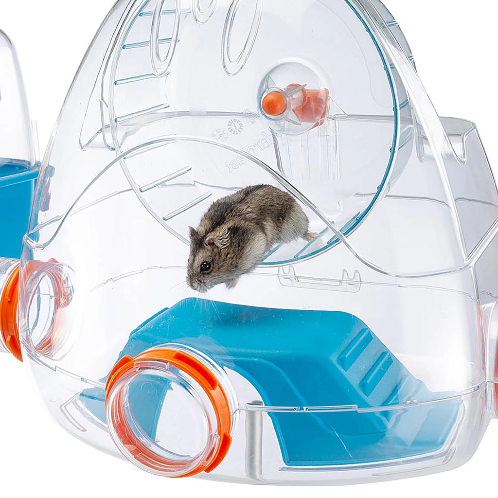 Hamster running on a transparent exercise wheel with blue base and orange accents.