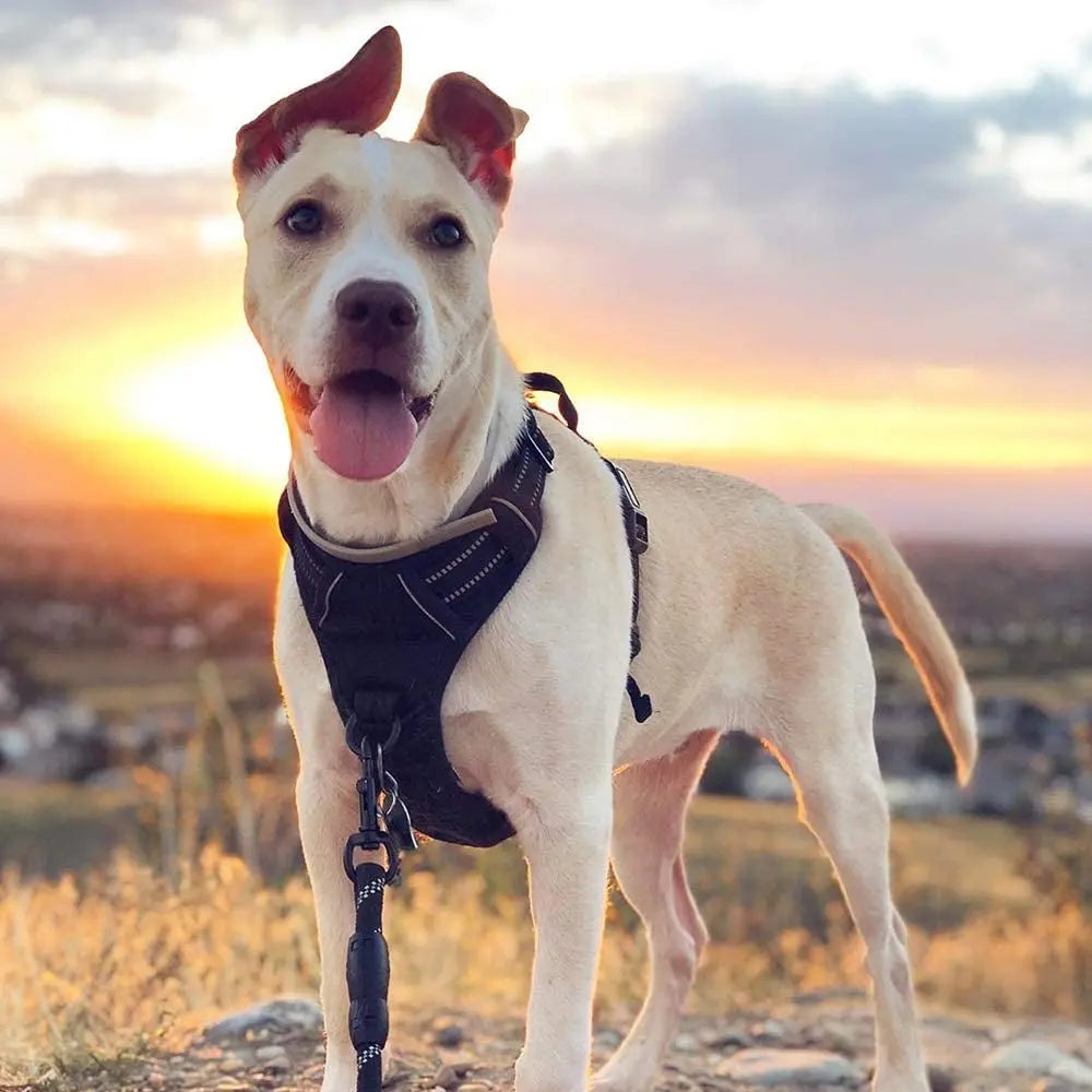 No-Pull Dog Harness