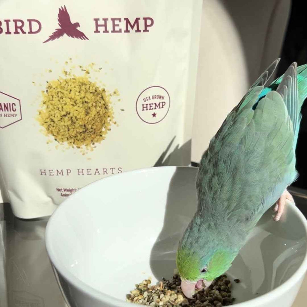 Green parrot eating from a bowl with a bag of Bird Hemp in the background