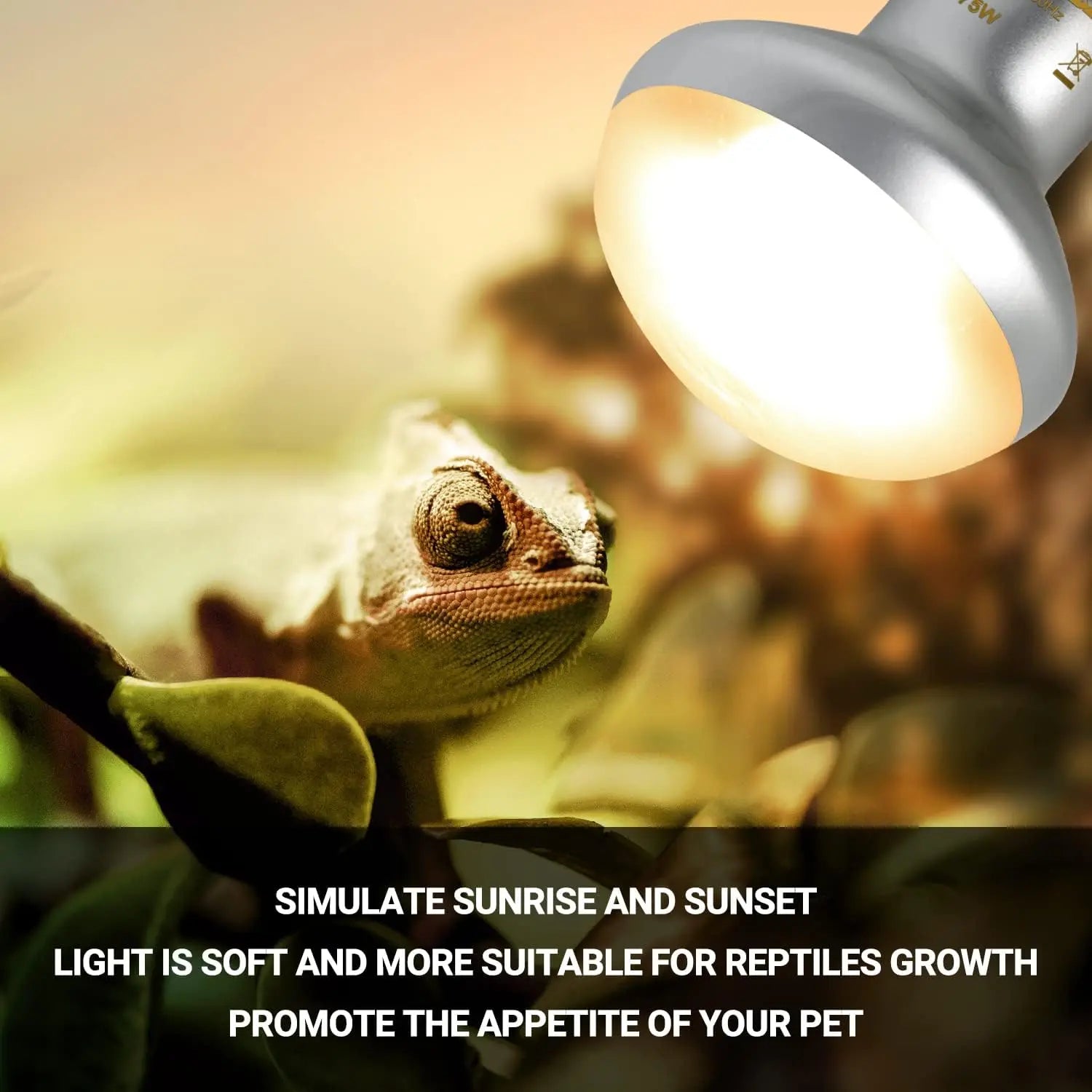 75W Reptile Heat Lamp Bulbs – UVA Daylight & Infrared Night Combo or Infrared Only | E26, 120V | 2,000–3,000 Hour Lifespan