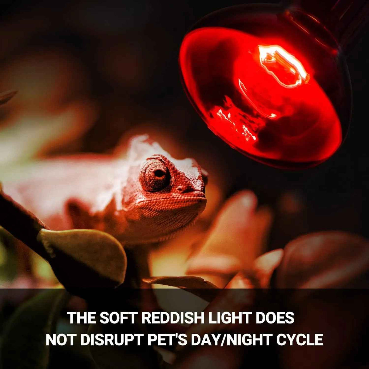 Chameleon under a red heat lamp with text about light effects on pets' day/night cycle.