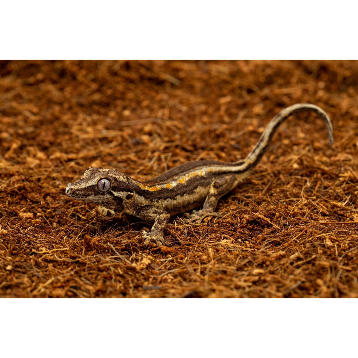 ReptiEarth Fine Coconut Fiber Substrate