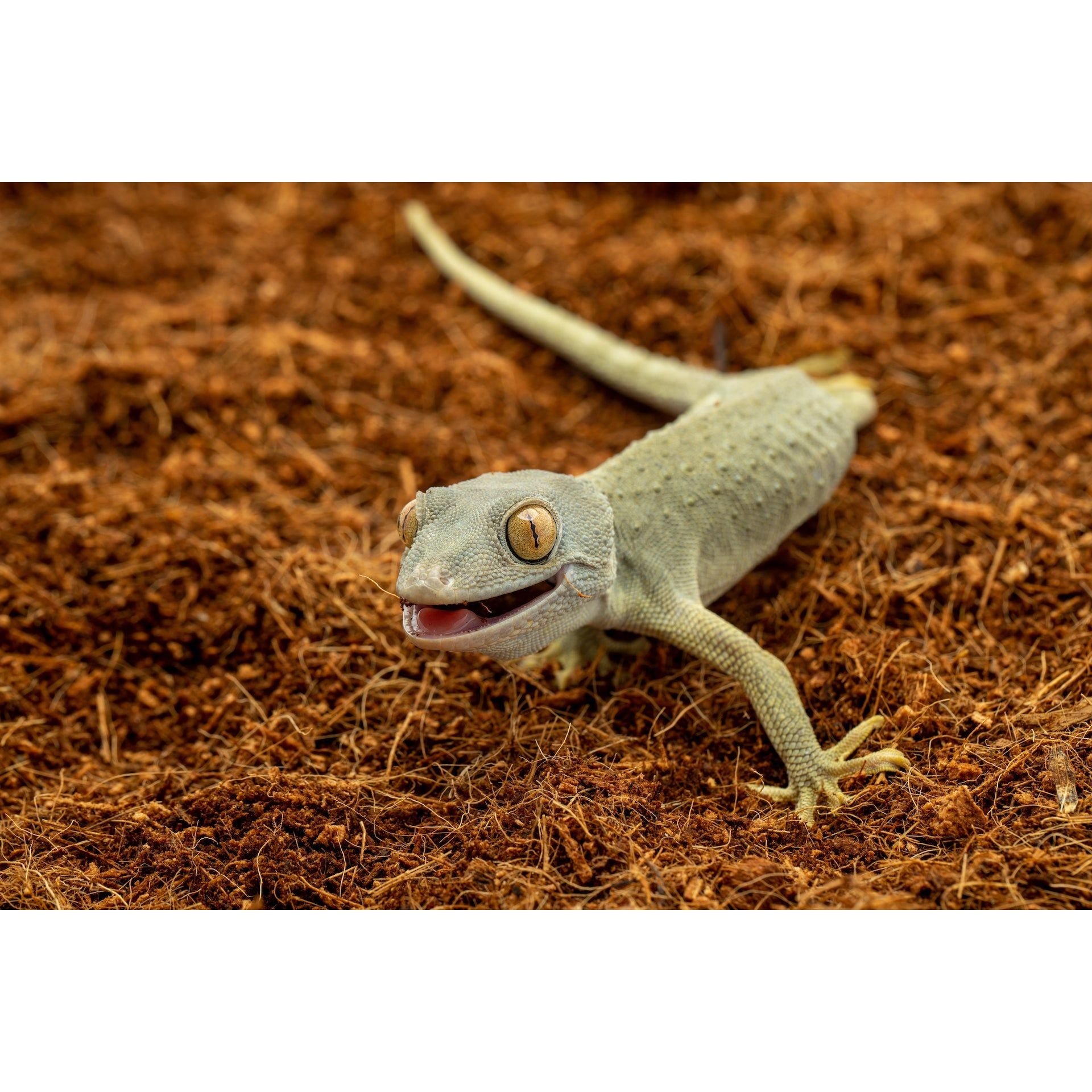 ReptiEarth Fine Coconut Fiber Substrate