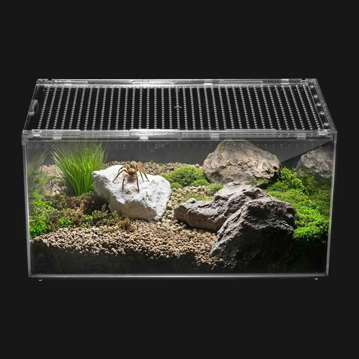 Reptile terrarium with a spider on a rock, black background