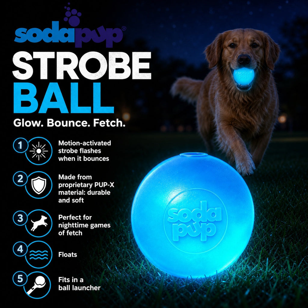 Dog playing with a glowing Strobe Ball from SodaPup at night.