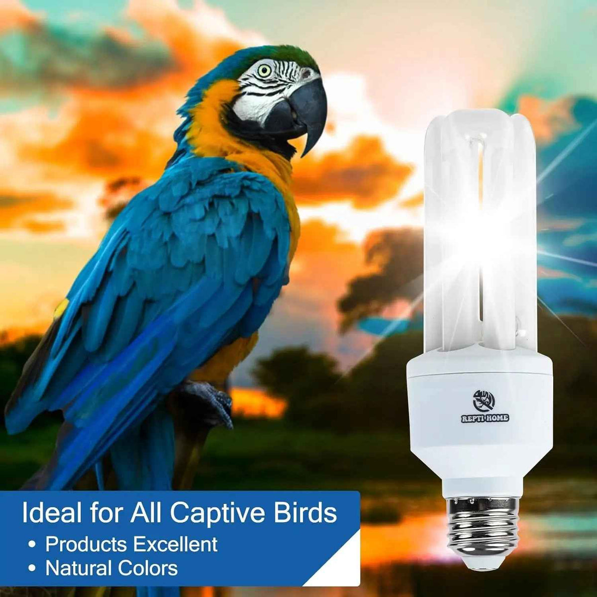 Parrot and compact fluorescent bulb with sunset background