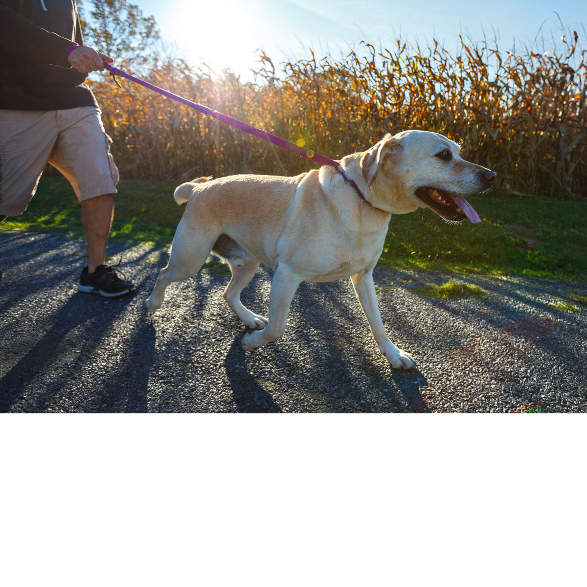 Short No-Pull Dog Leash