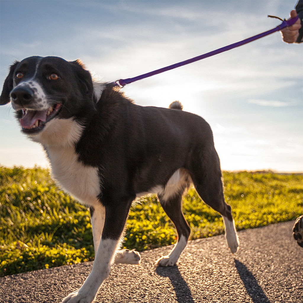 The Original No-Pull Dog Leash