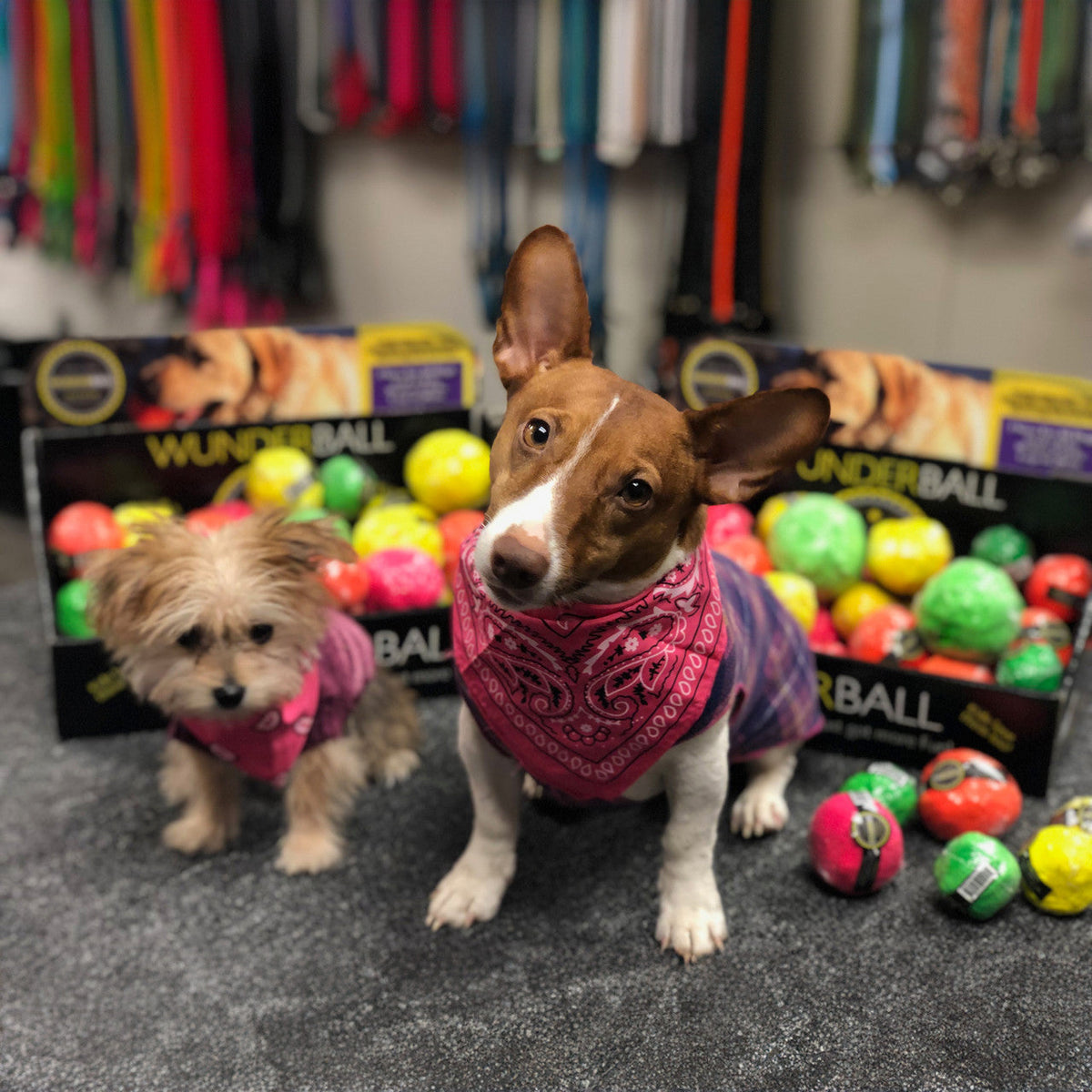 Natural Rubber Fetch Ball for Dogs