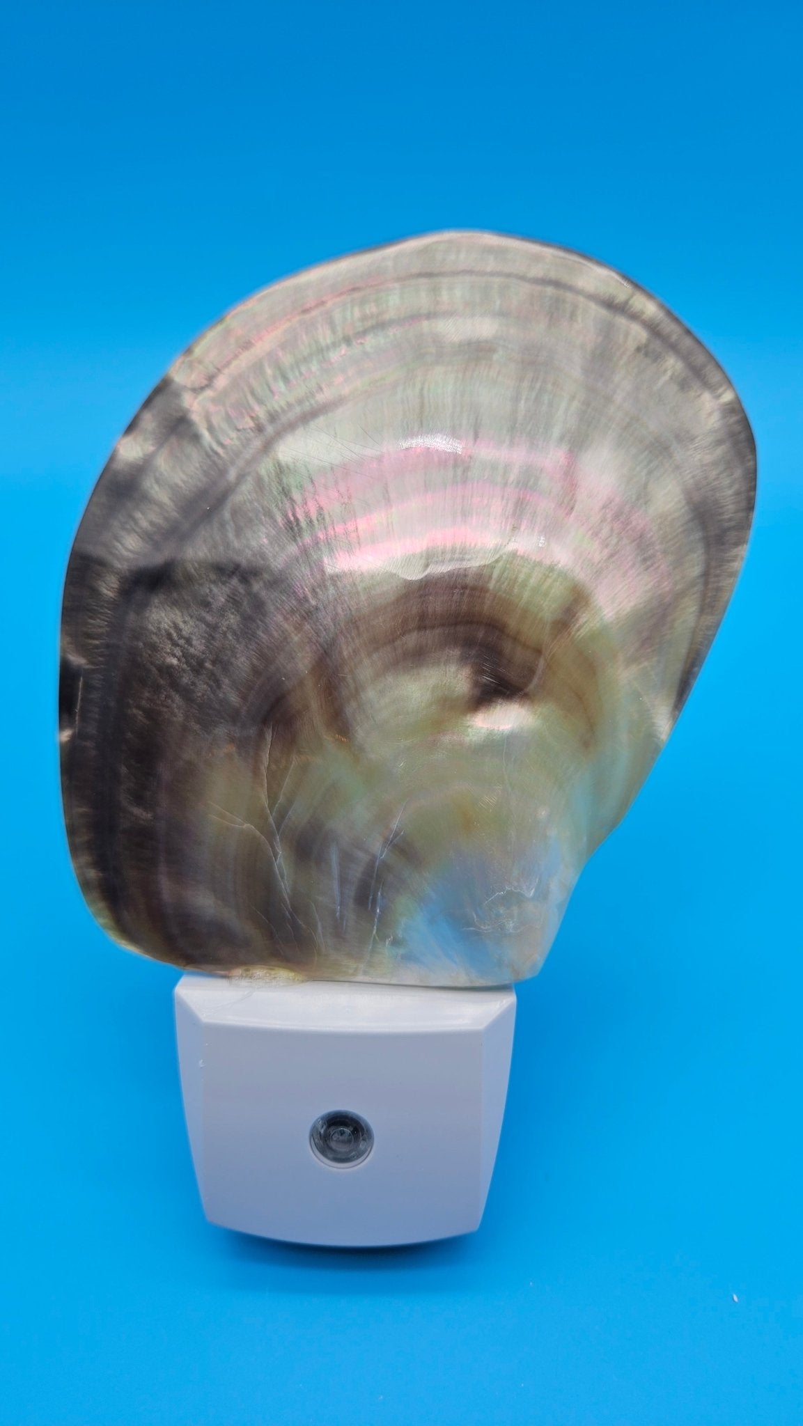Black Lip Mother of Pearl Shell LED Night Light | Coastal Home Décor