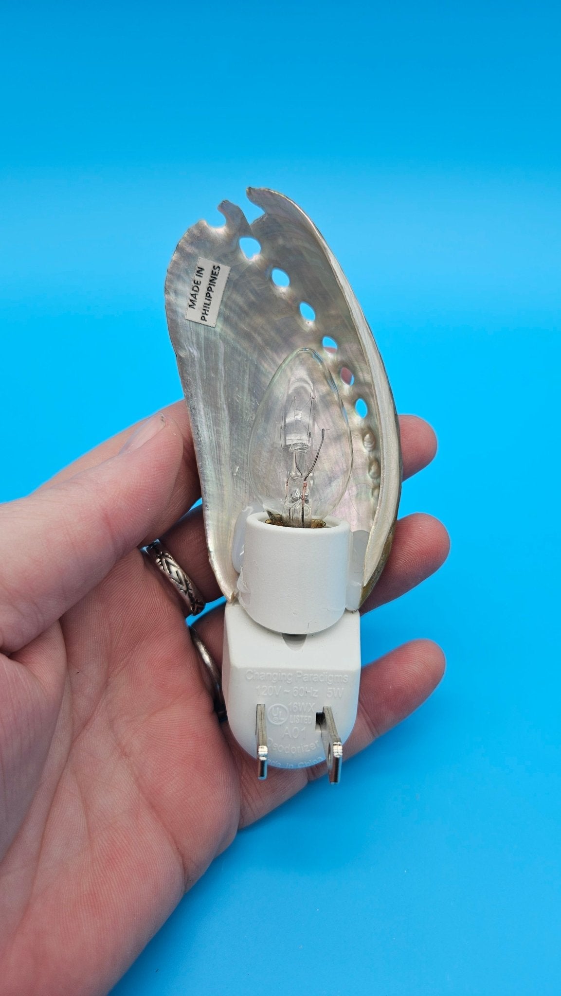 Donkey Ear Shell Night Light – Authentic Seashell Plug-In Coastal Décor