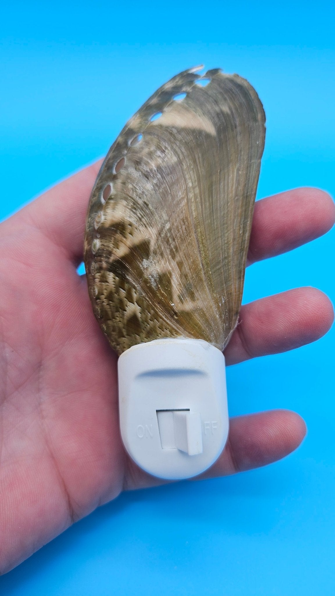 Donkey Ear Shell Night Light – Authentic Seashell Plug-In Coastal Décor