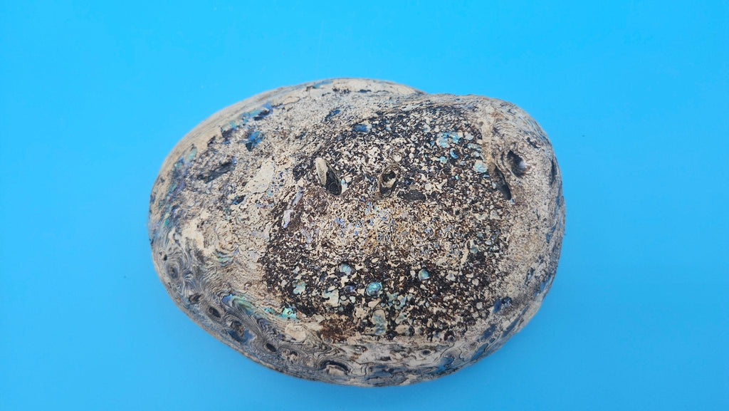 Green Abalone Shell with Pearl
