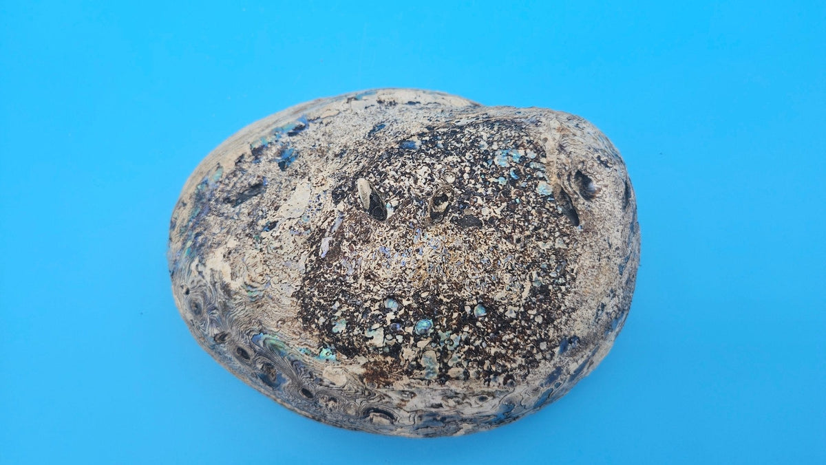 Green Abalone Shell with Pearl