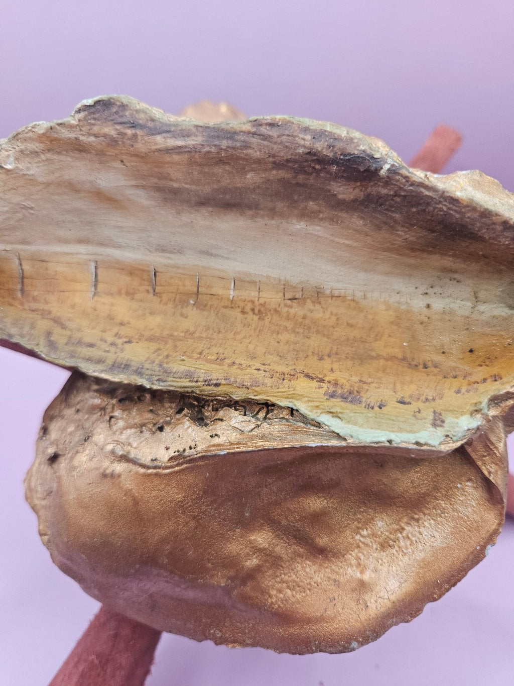 Hand-Painted Oyster Shells on Wooden Stands – Original Art by Charles Branch