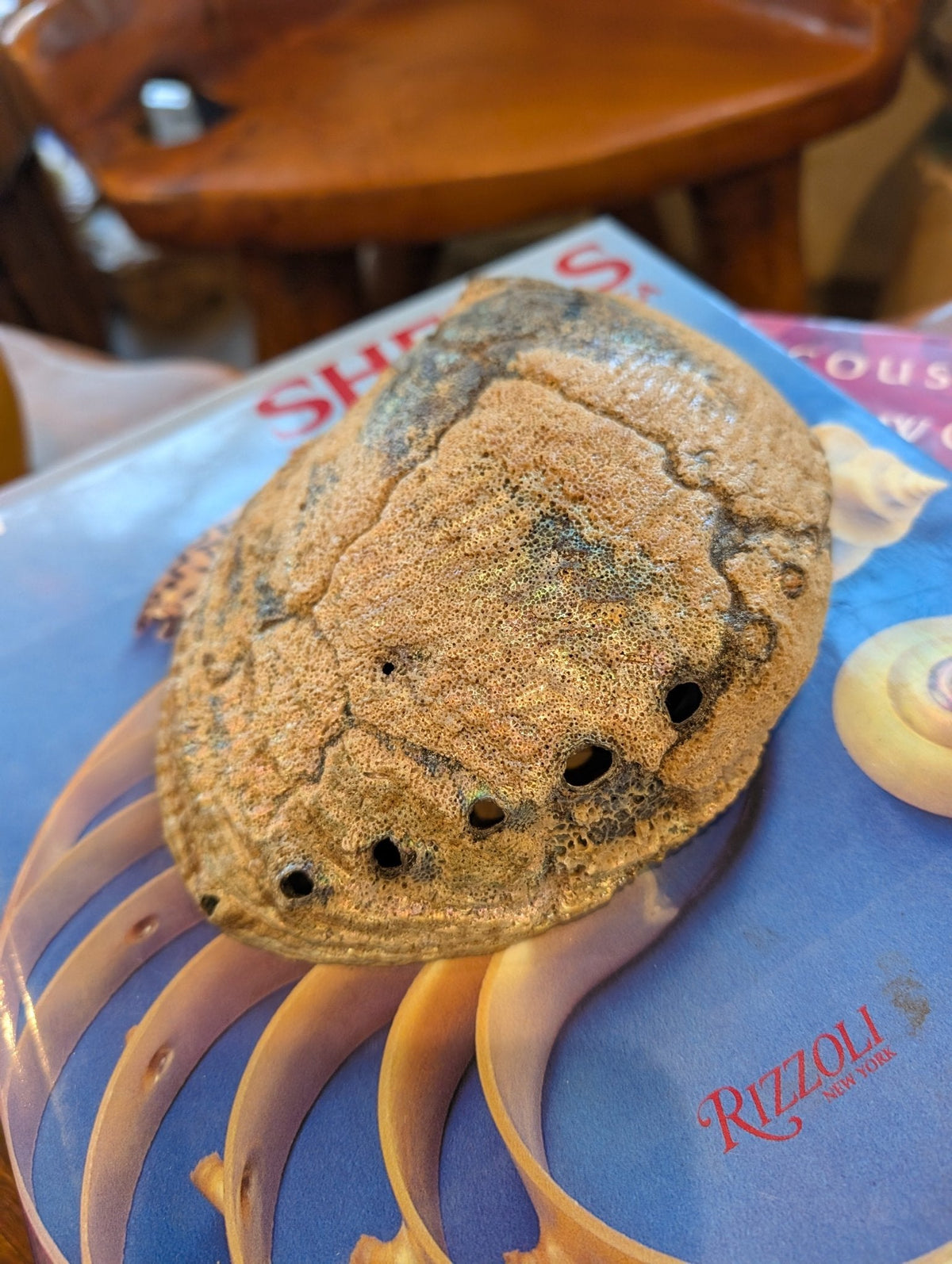 Large Green Abalone Shell