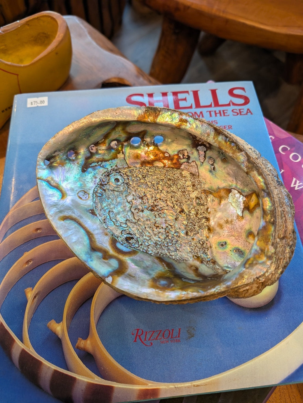 Large Green Abalone Shell